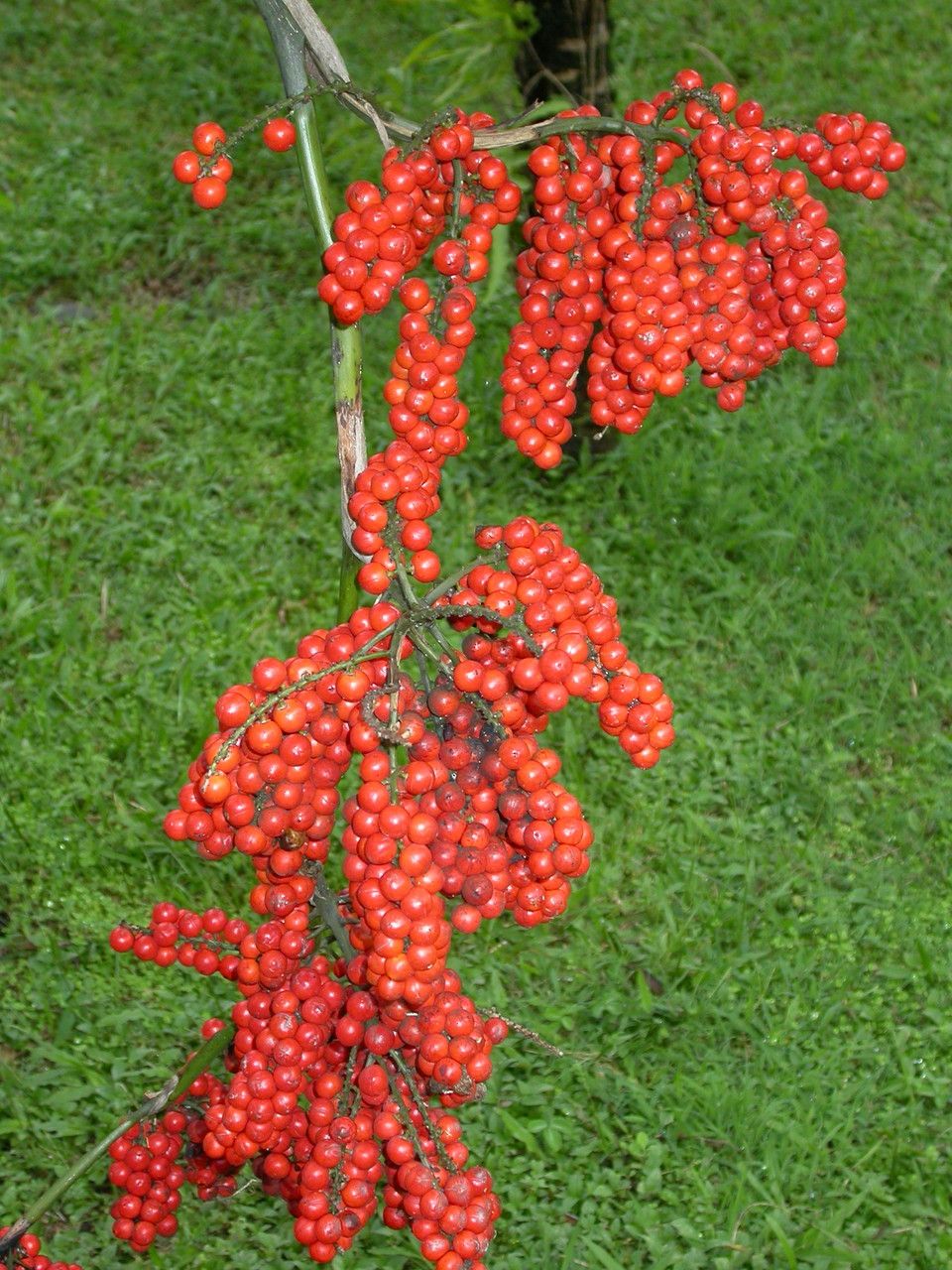 Licuala grandis fruit