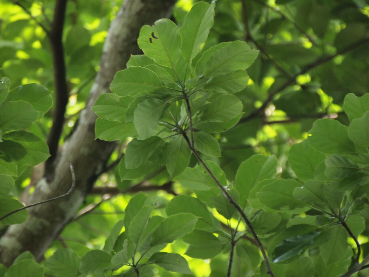 Terminalia superba — search result for 'Terminalia'