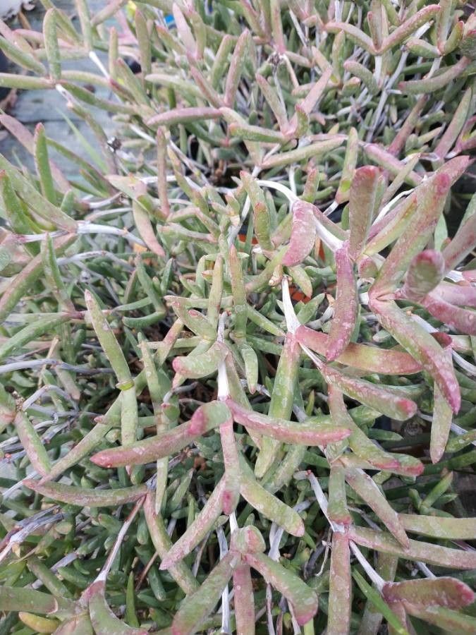 Carpobrotus spp. — search result for 'Carpobrotus'