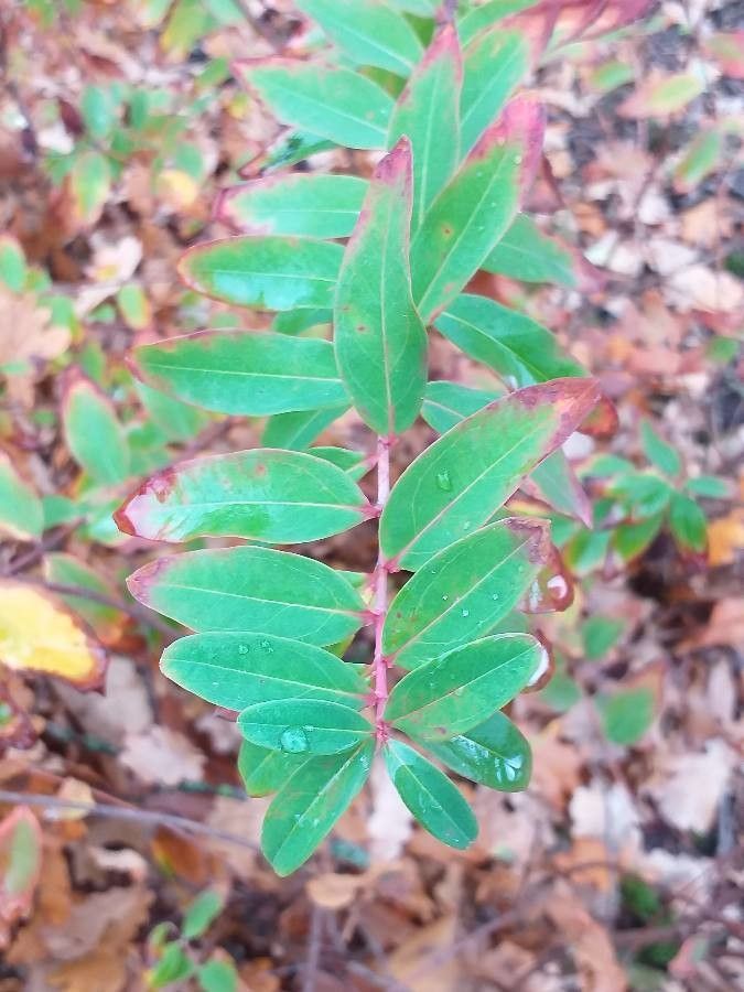 Hypericum beanii leaf