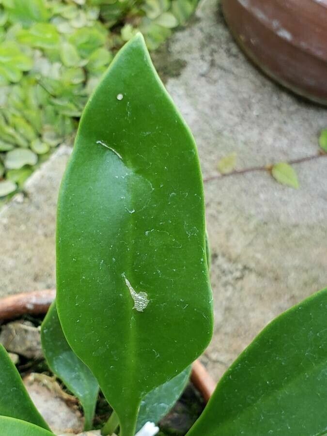 Myrmecodia beccarii leaf