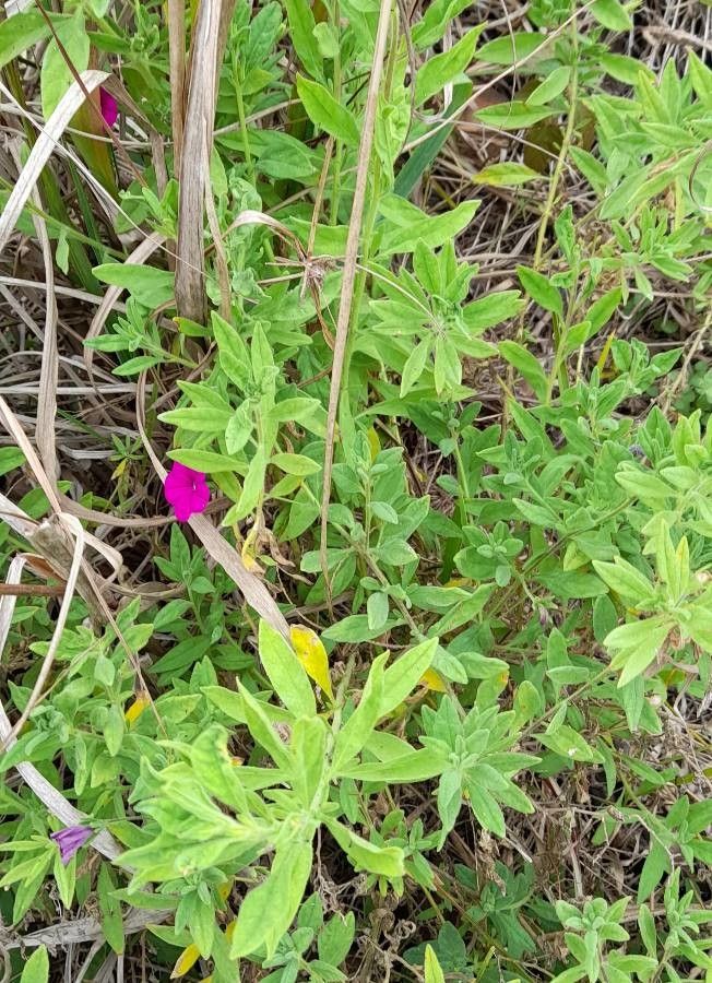Calibrachoa caesia habit