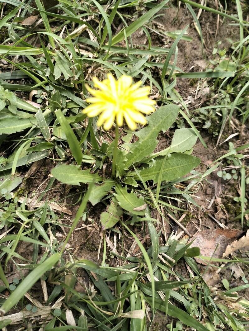 Taraxacum parvulum leaf