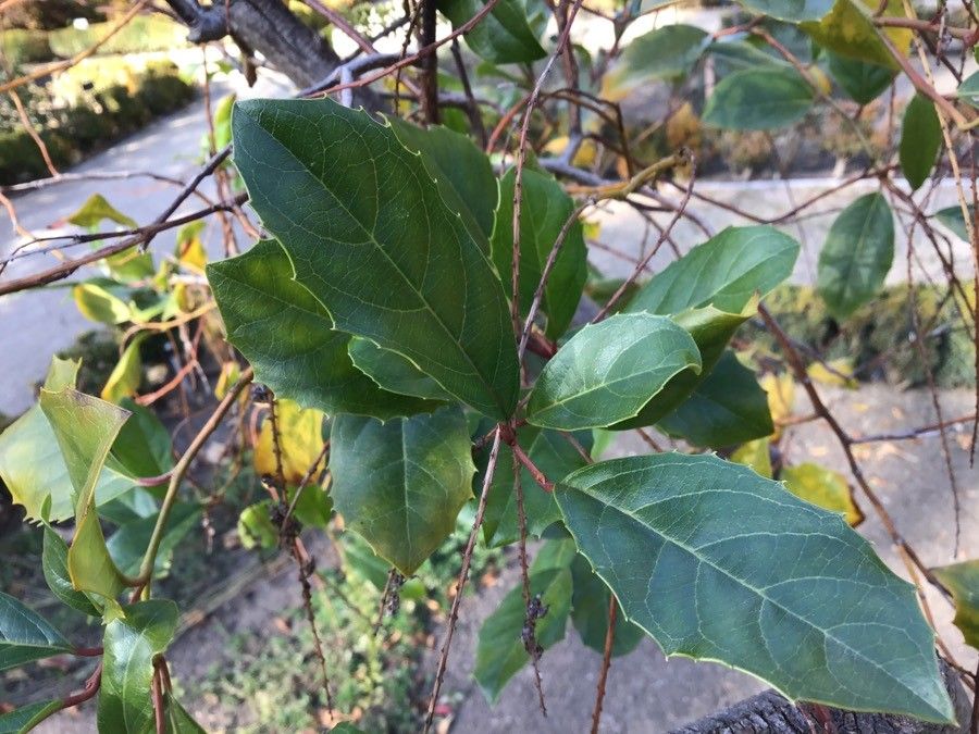 Itea ilicifolia — related species from the same genus