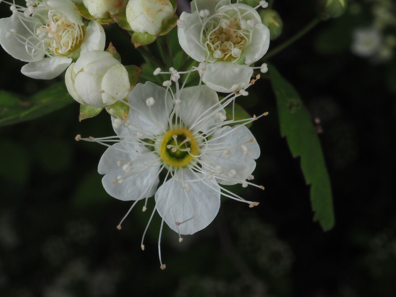 Spiraea chamaedryfolia flower