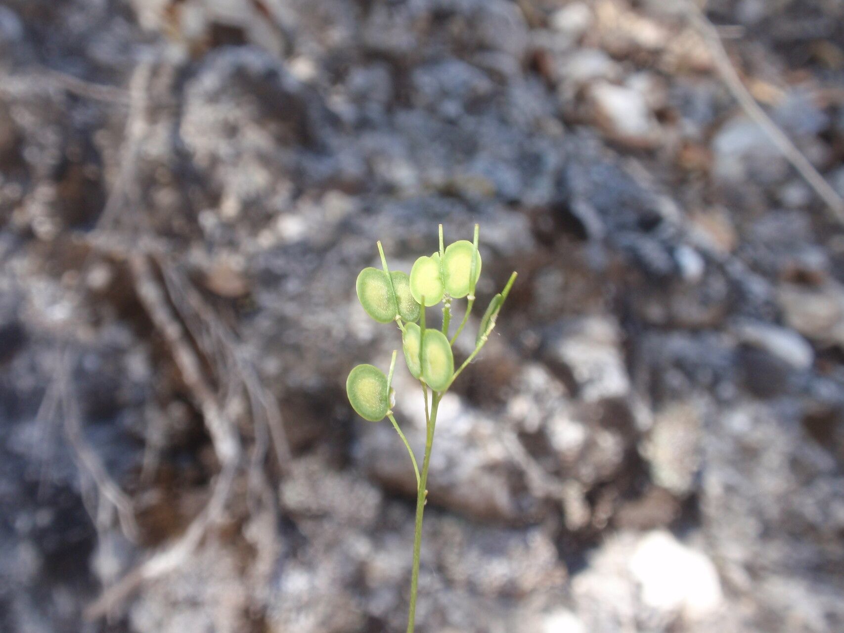 Biscutella valentina fruit