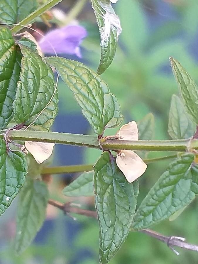 Scutellaria galericulata fruit