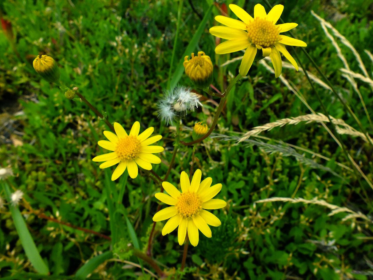 Senecio glaucus flower