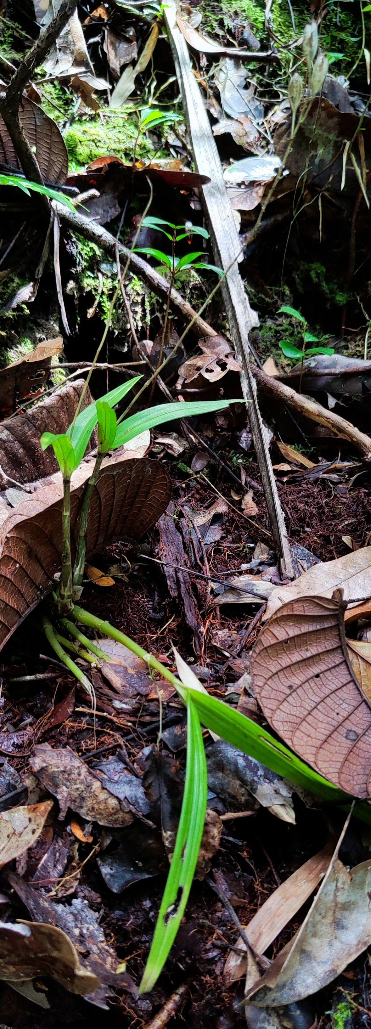 Liparis stenophylla habit