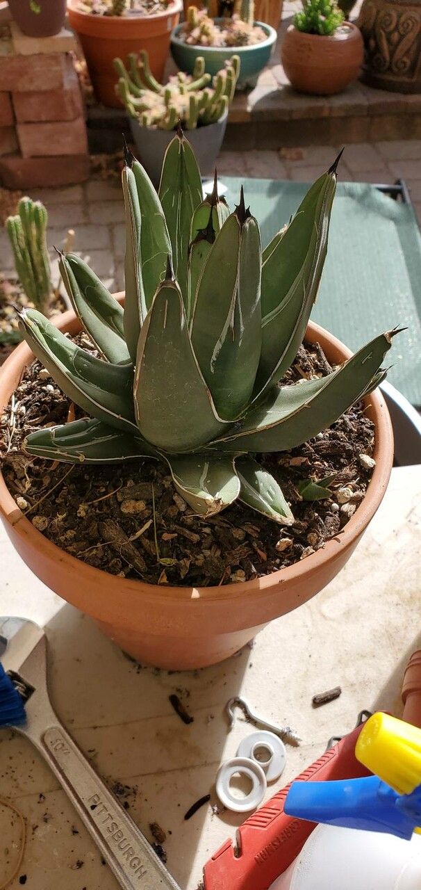 Agave nickelsii — houseplant care guide