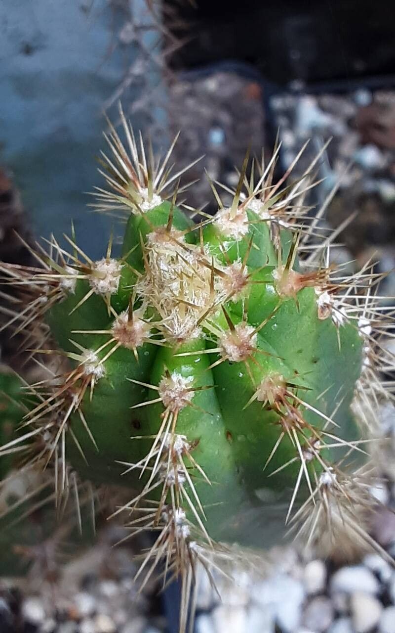 Pilosocereus brooksianus leaf