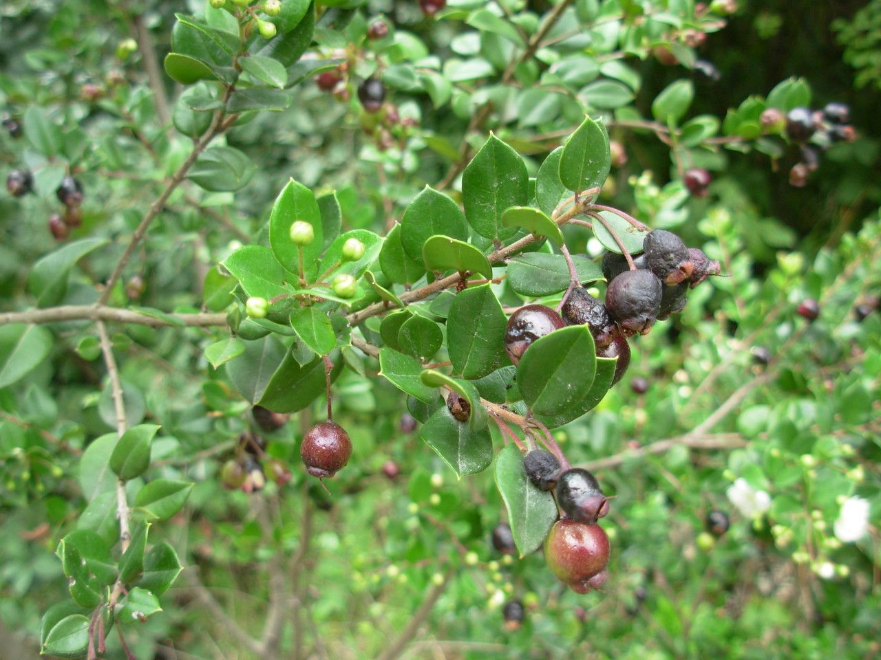 Luma apiculata fruit
