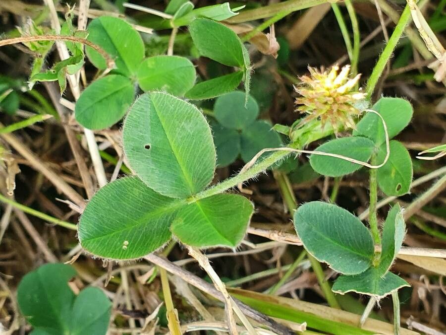 Trifolium semipilosum — search result for 'Eritrea'