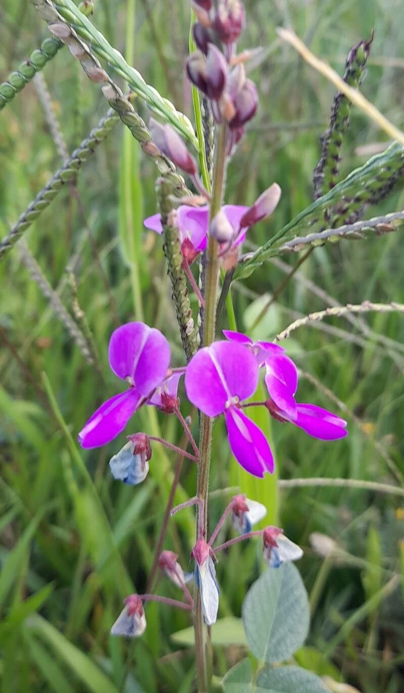 Desmodium subsericeum flower