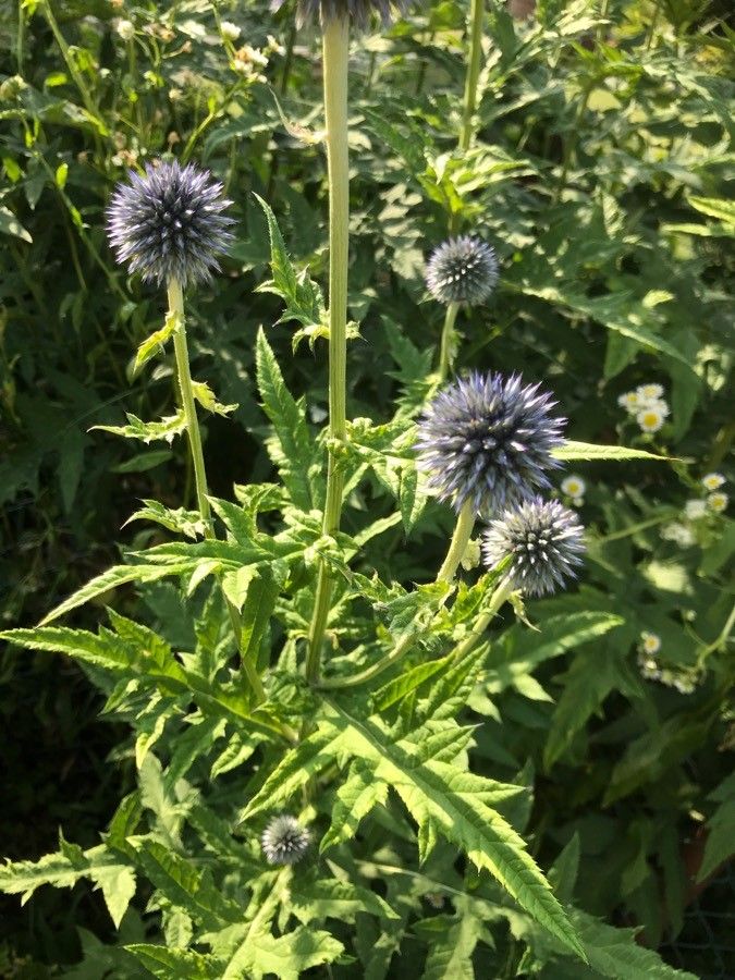 Echinops bannaticus fruit