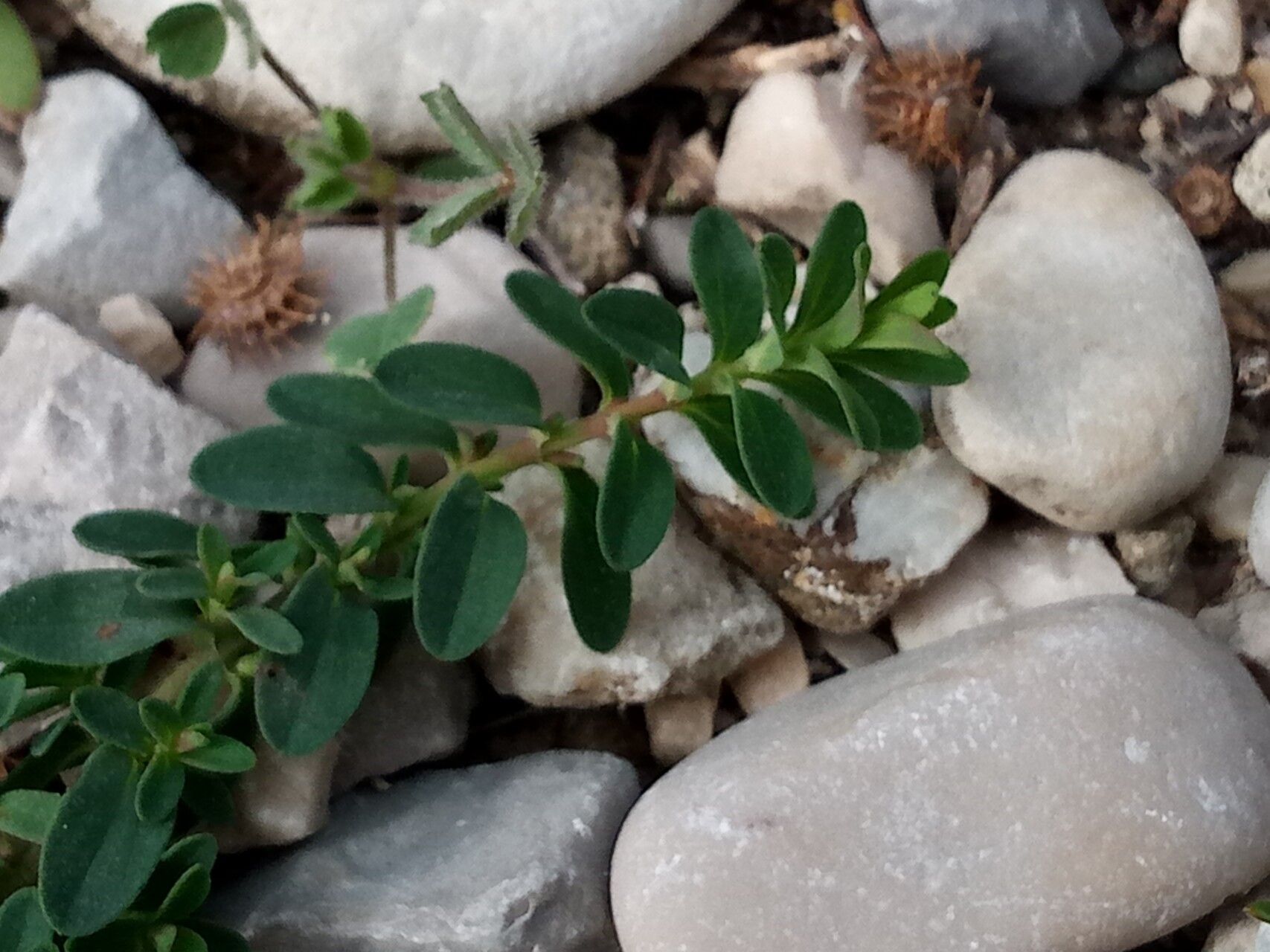 Euphorbia glyptosperma — search result for 'Euphorbia'