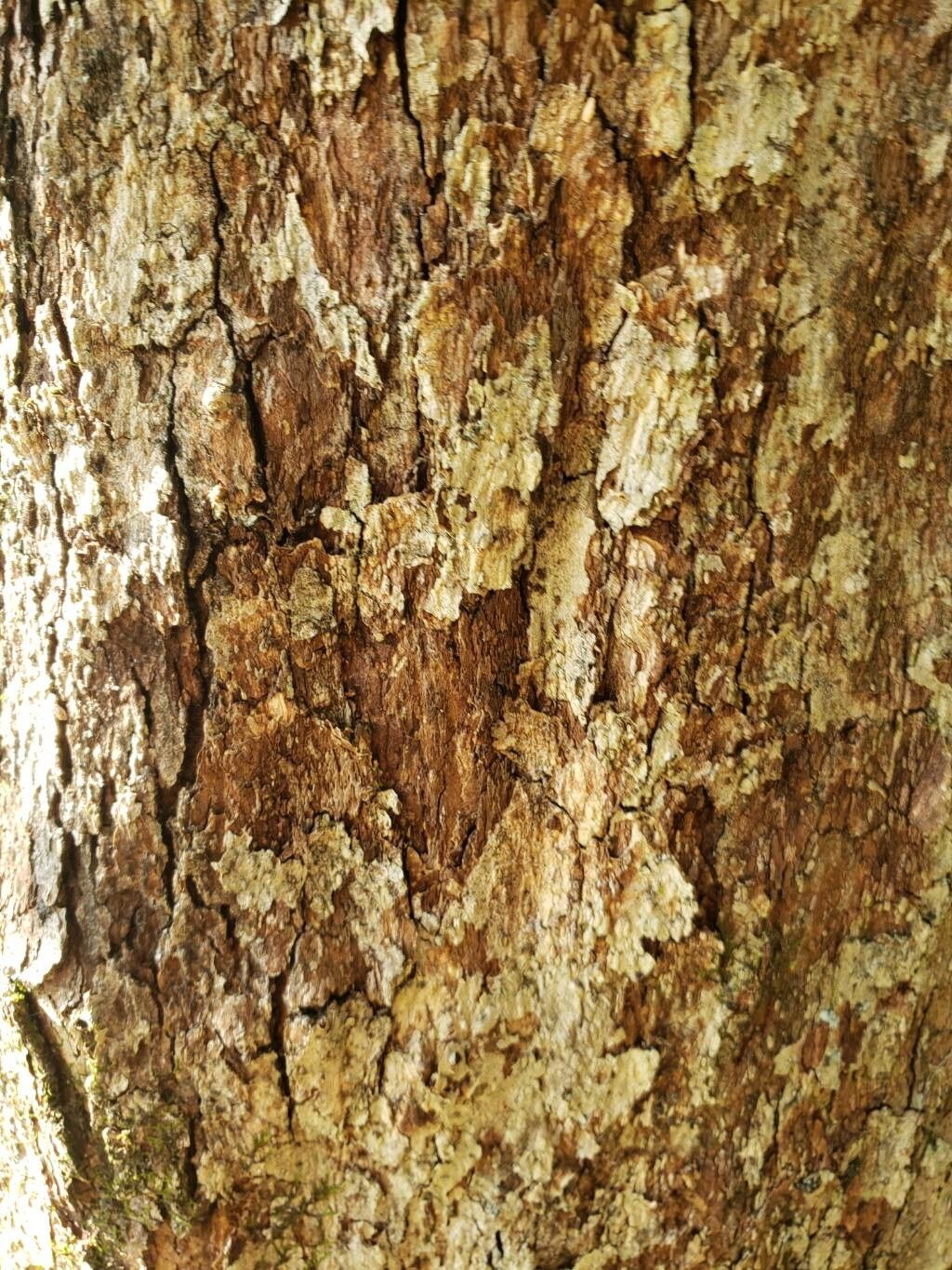 Crataegus scabrida bark