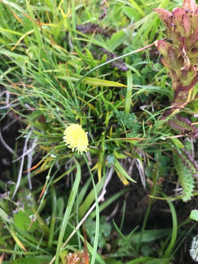 Tofieldia pusilla flower