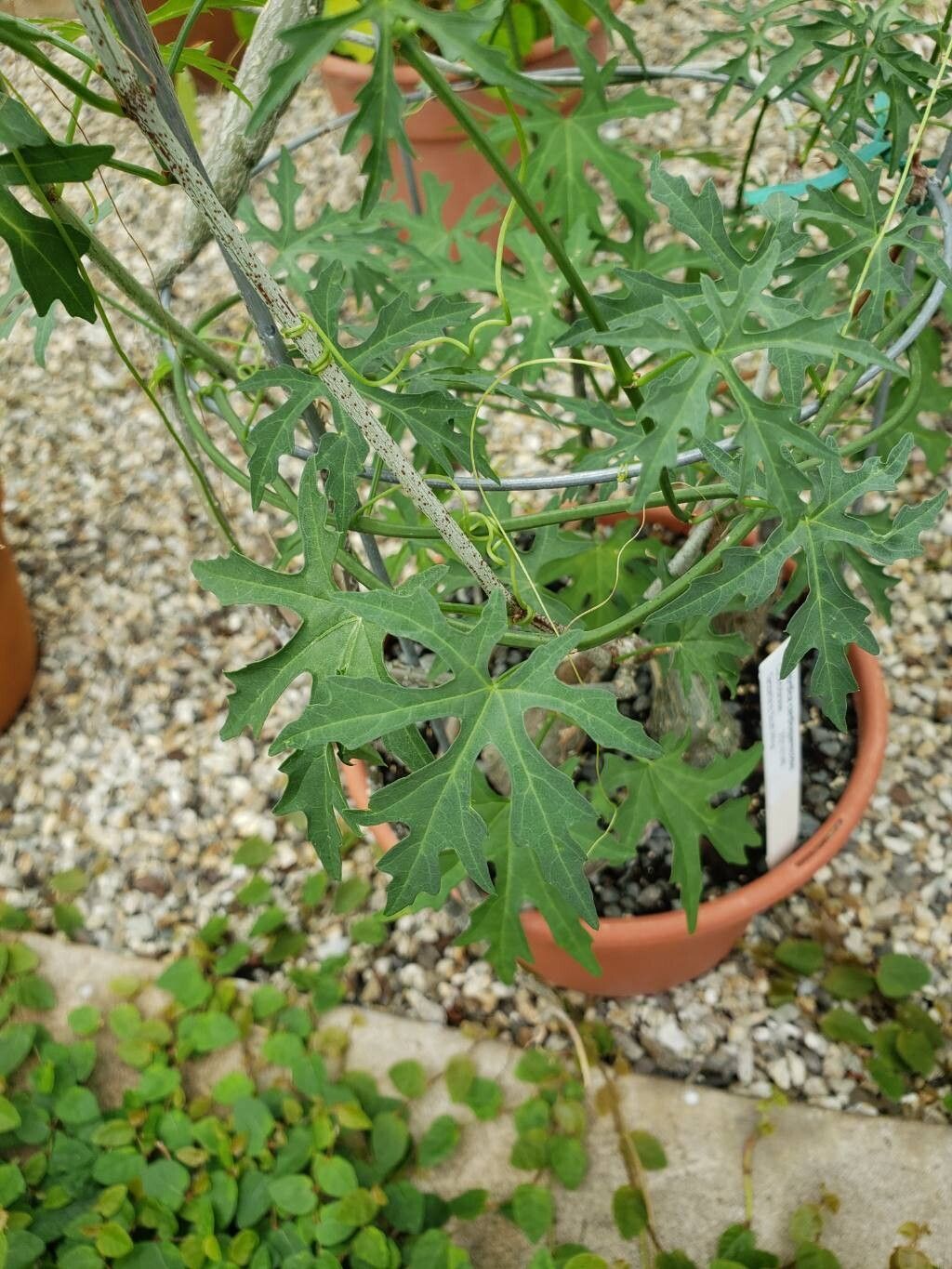 Momordica cardiospermoides — search result for 'Momordica'