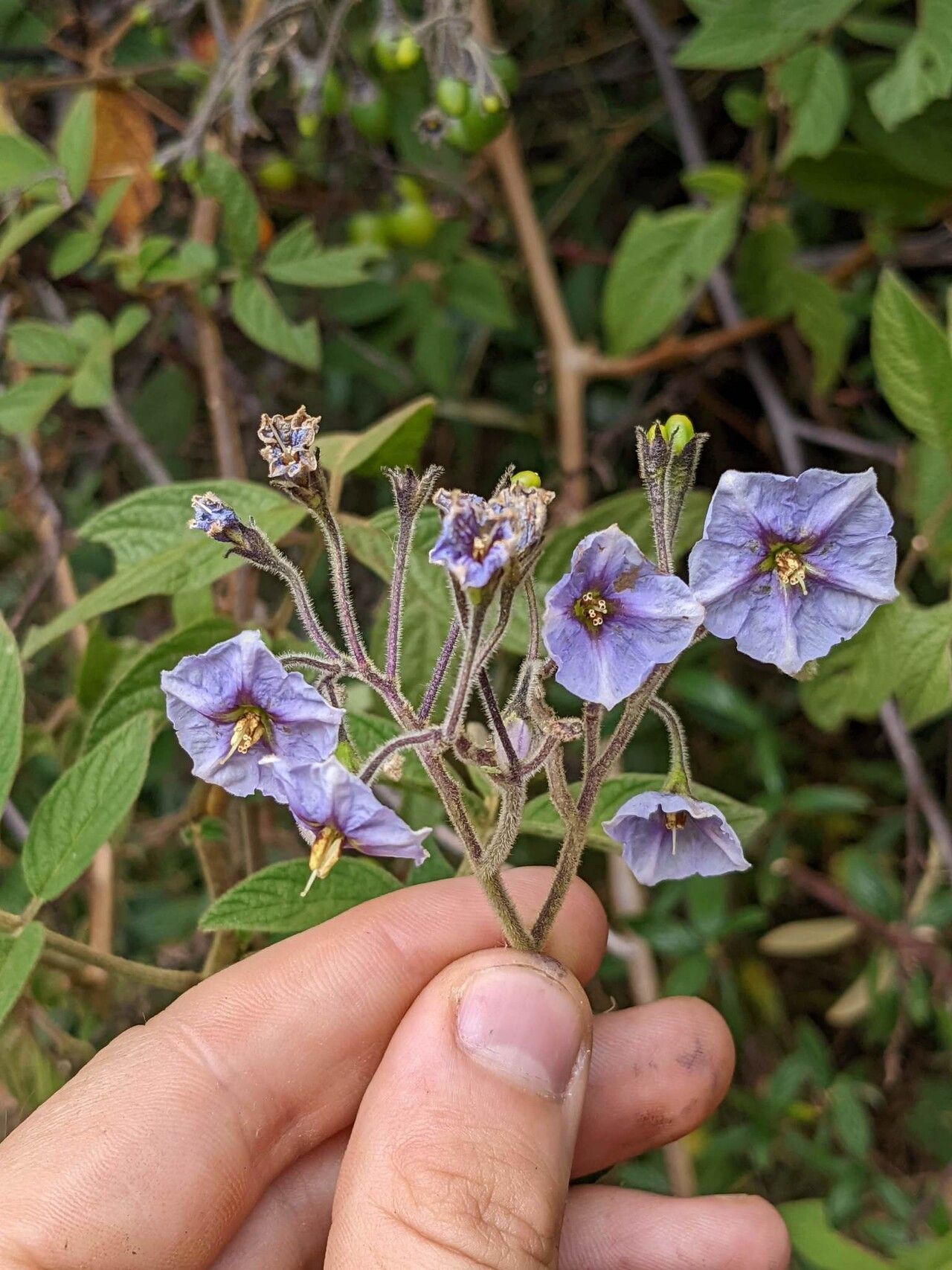 Solanum taeniotrichum flower