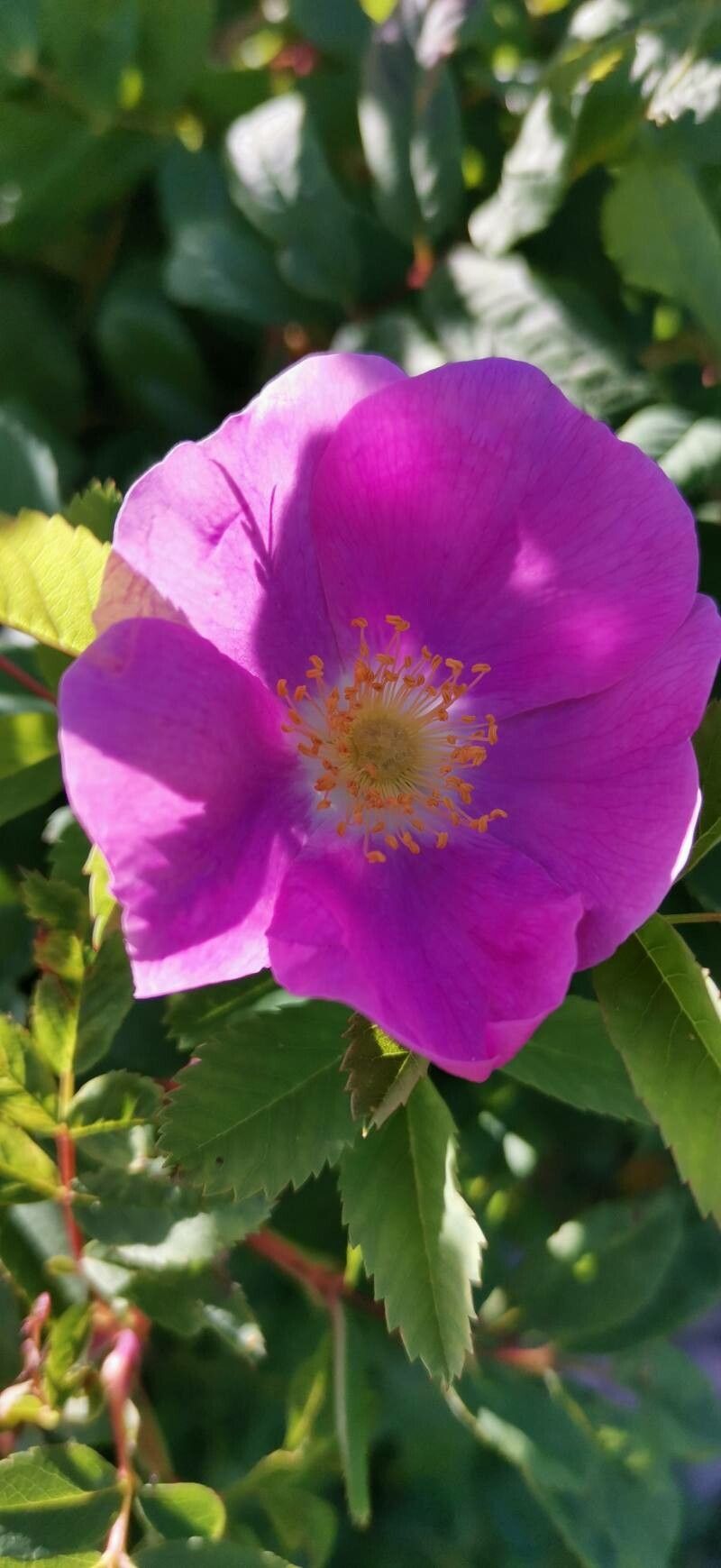 Rosa glutinosa flower