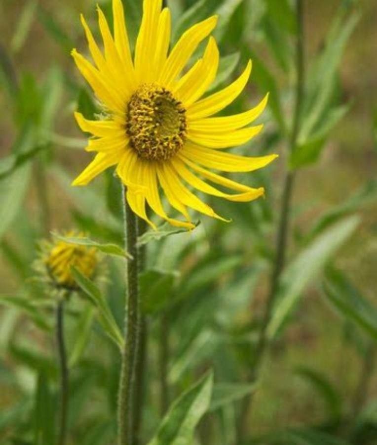 Helianthella uniflora — related species from the same genus