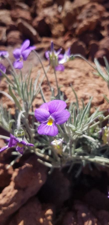 Viola palmensis flower