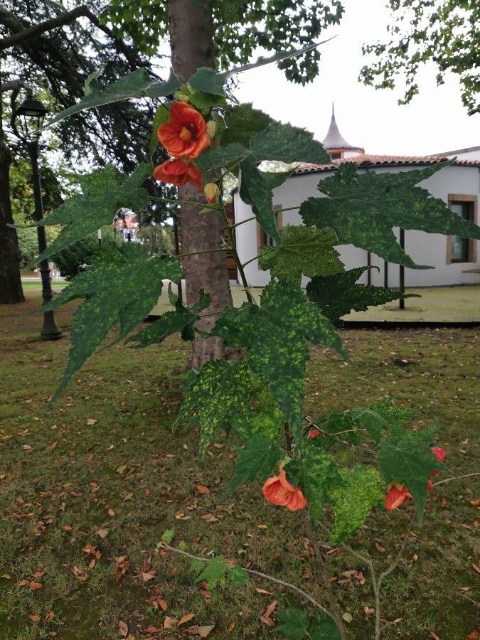 Abutilon darwinii leaf