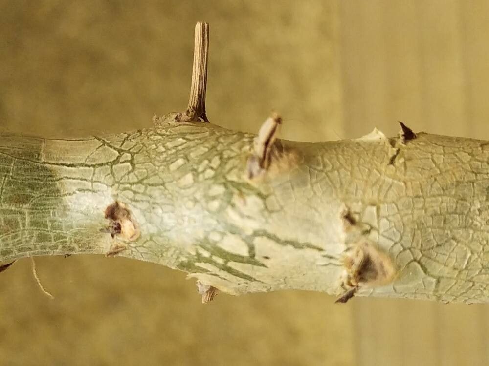 Pelargonium laxum bark