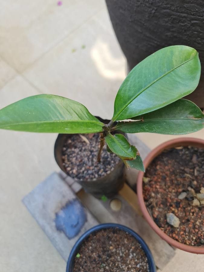 Garcinia × mangostana fruit