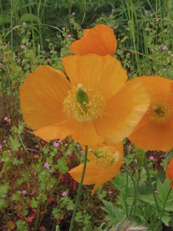 Meconopsis cambrica flower