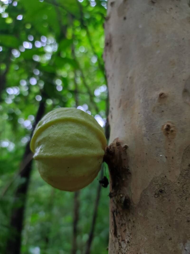 Plinia puriscalensis fruit