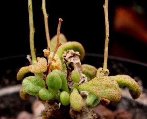 Tylecodon schaeferianus leaf