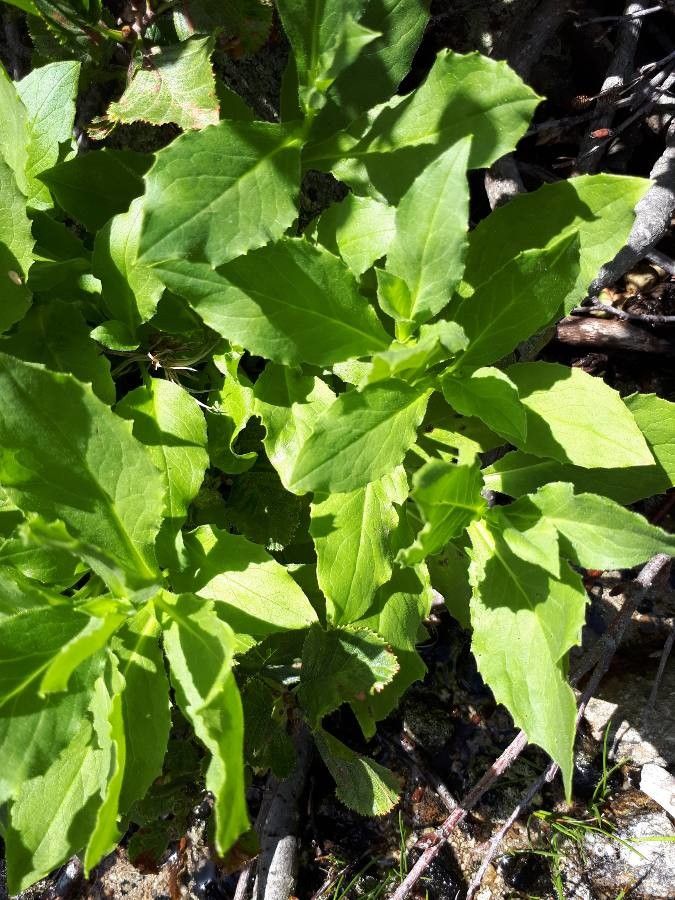 Doronicum corsicum — search result for 'Arnica'