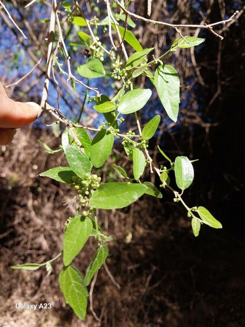 Celtis spinosa bark