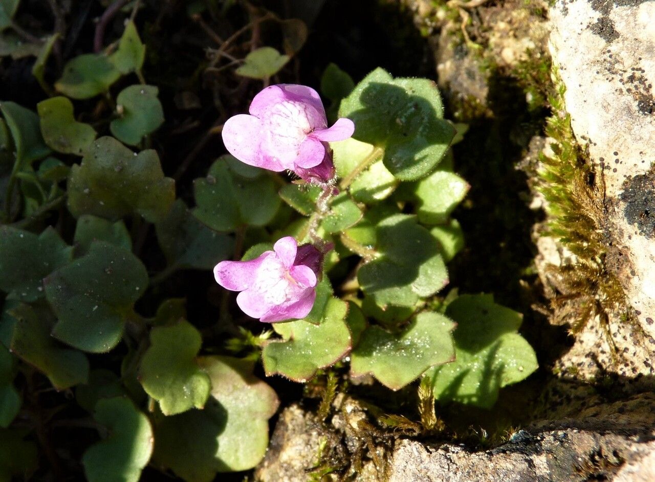 Cymbalaria pallida flower