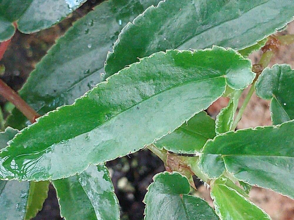 Begonia echinosepala leaf
