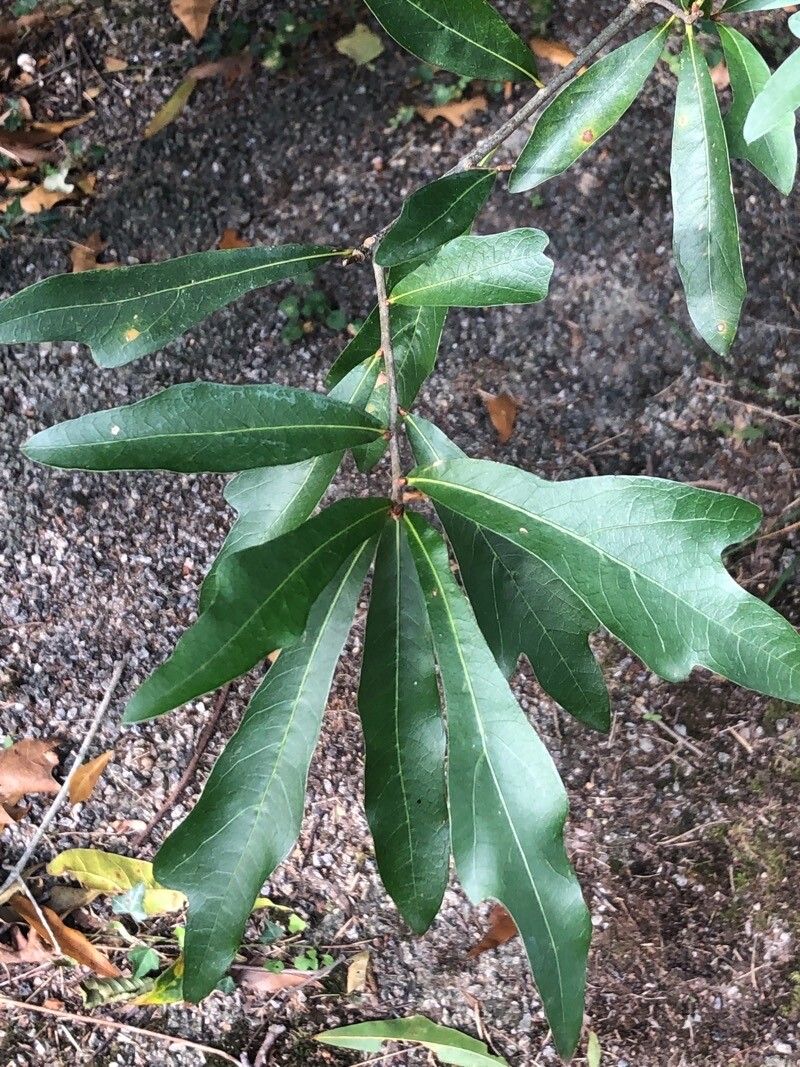 Quercus similis — houseplant care guide