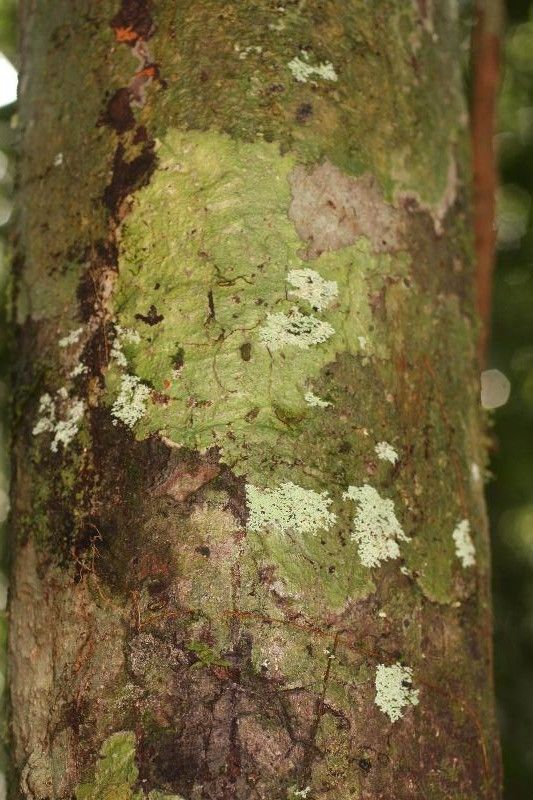 Dacryodes cuspidata — related species from the same genus