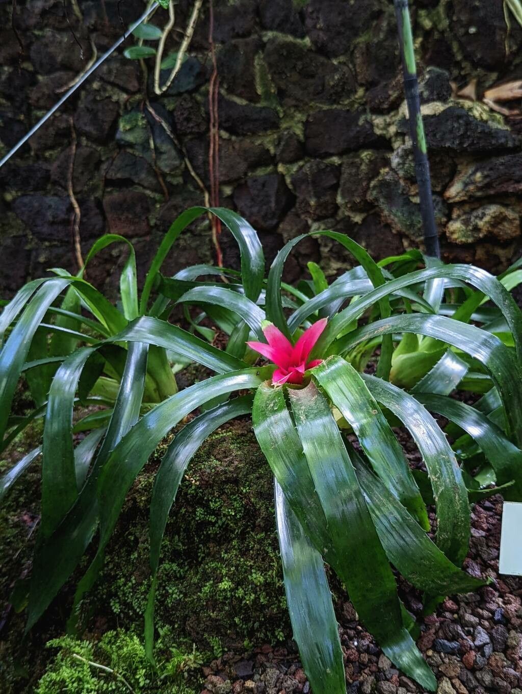 Nidularium fulgens habit