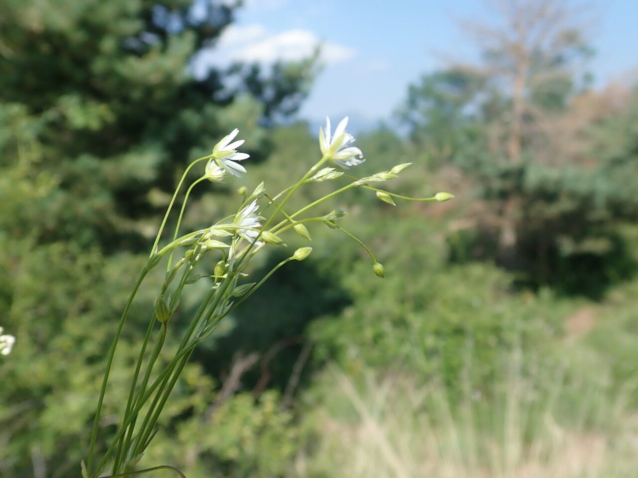 Stellaria graminea leaf