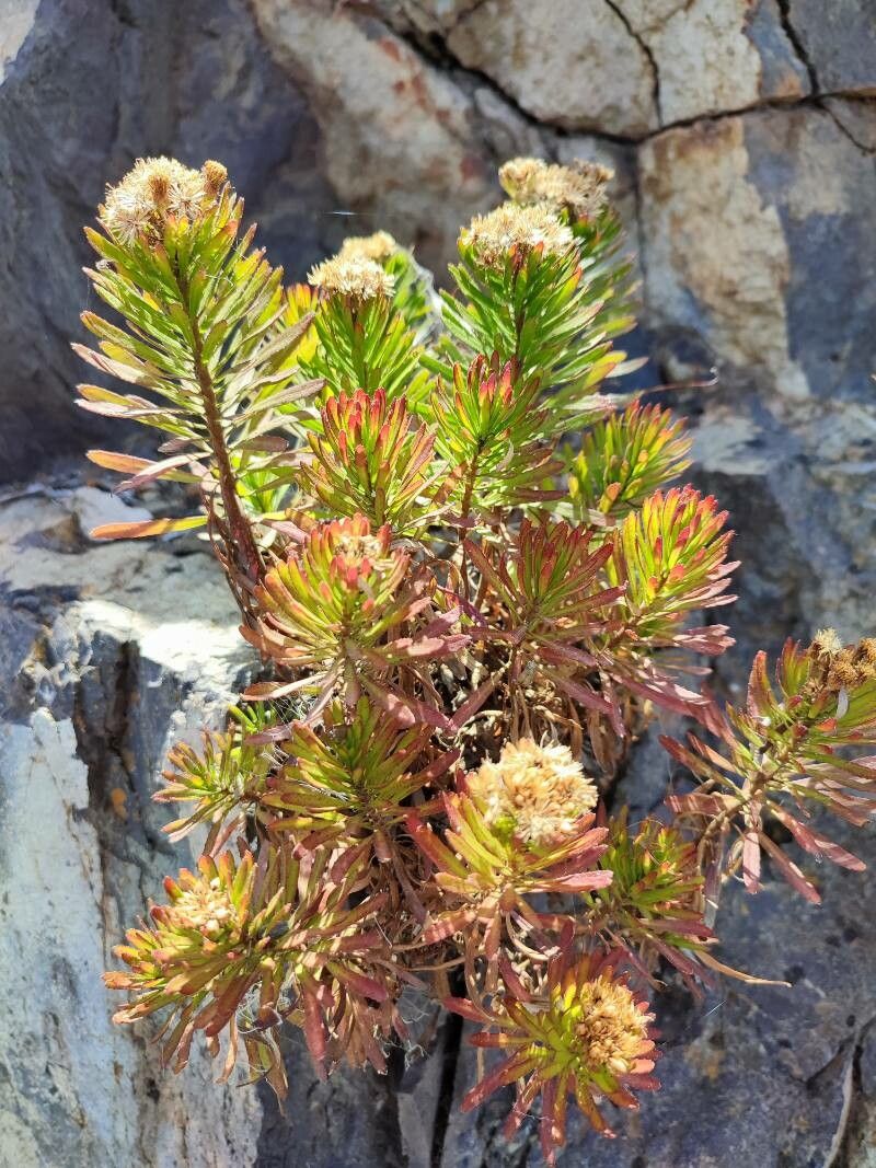 Allagopappus canariensis leaf