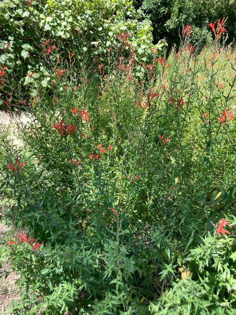 Anisacanthus quadrifidus habit