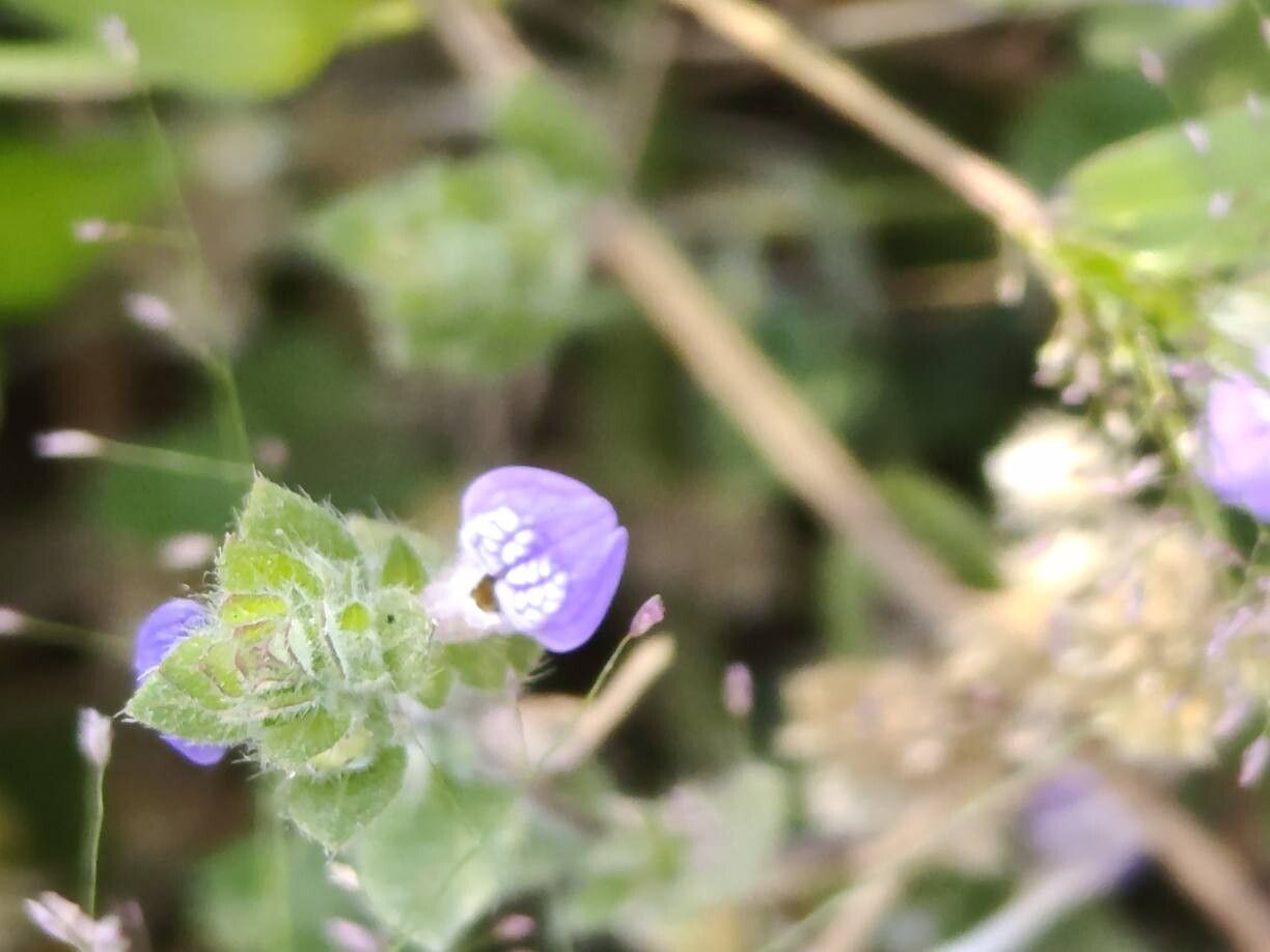 Hygrophila serpyllum flower