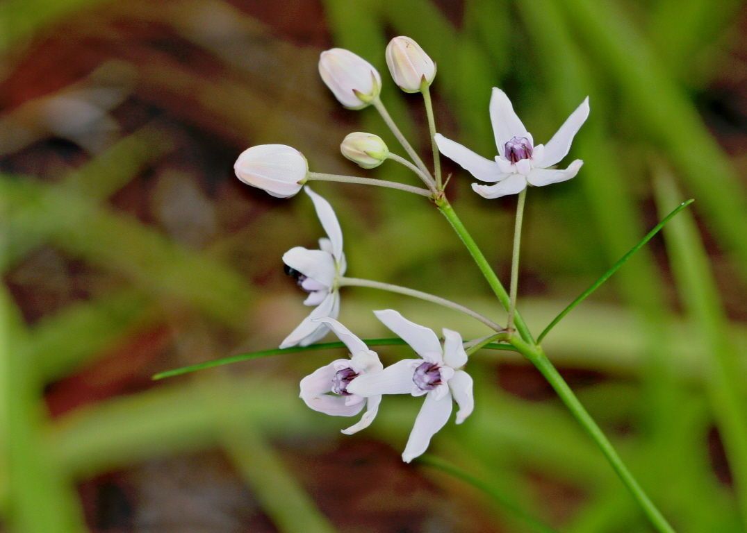 Asclepias feayi flower