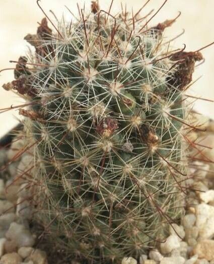 Mammillaria fittkaui habit