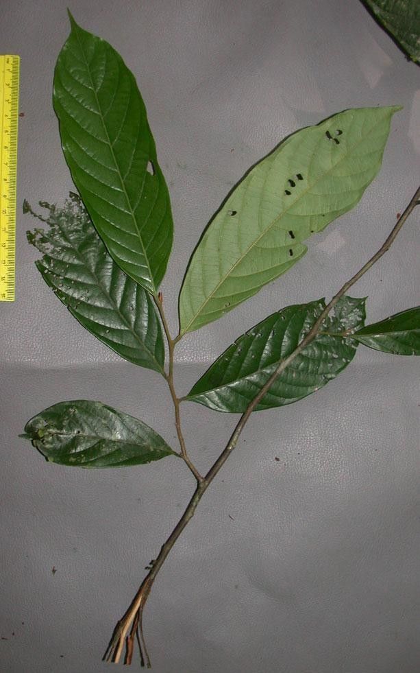 Unonopsis hammelii other