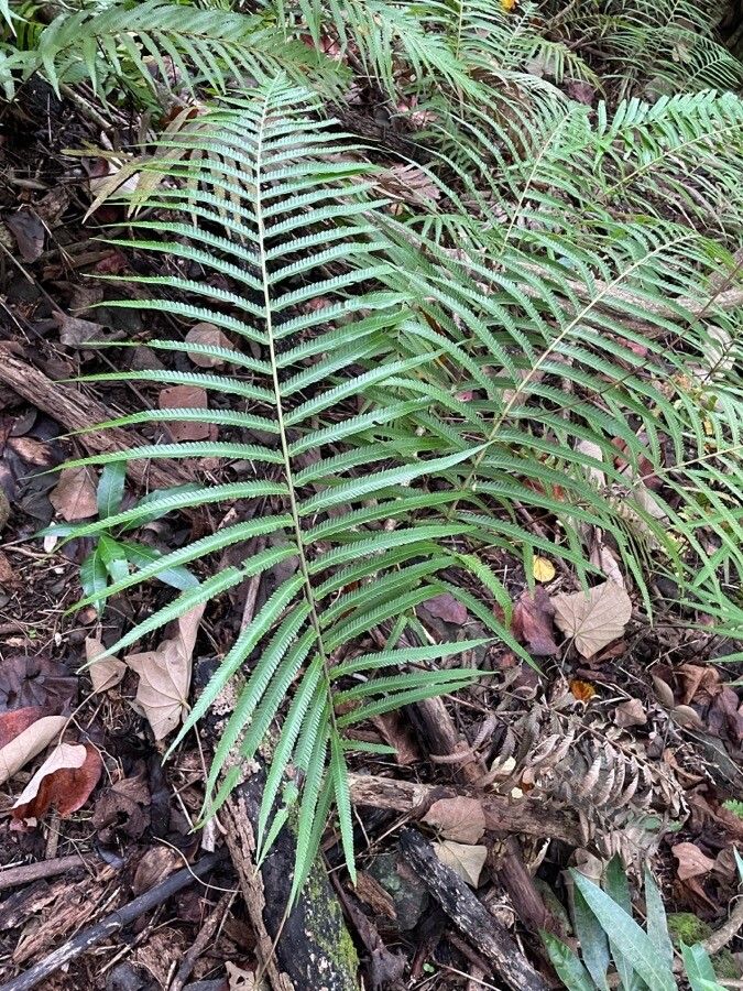 Sphaerostephanos invisus — related species from the same genus