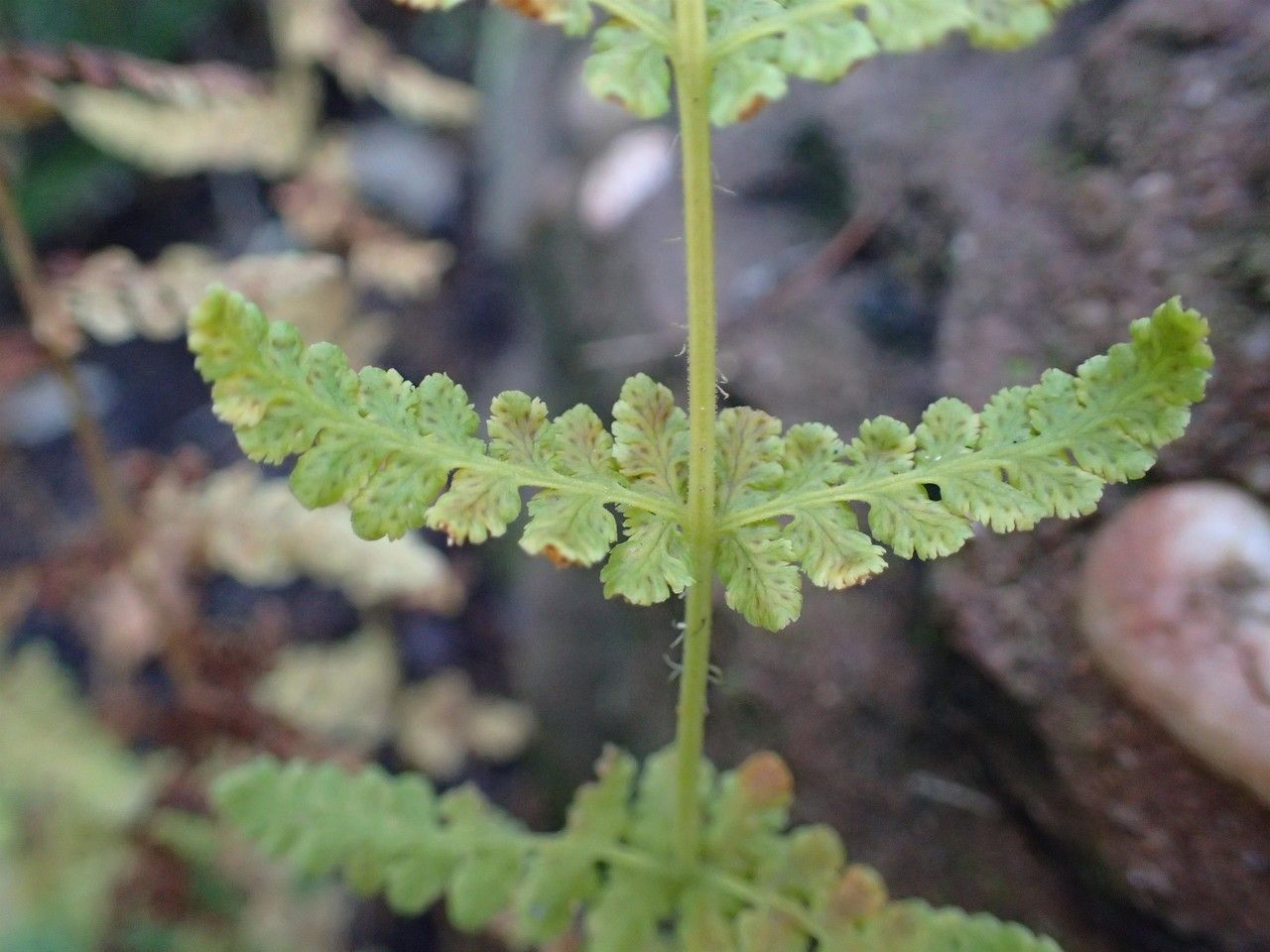 Woodsia obtusa bark