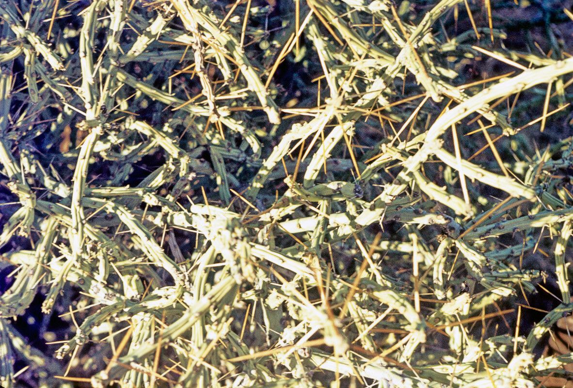 Cylindropuntia ramosissima bark